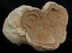 Flower-Like Sandstone Concretion - Pseudo Stromatolite #34199-1
